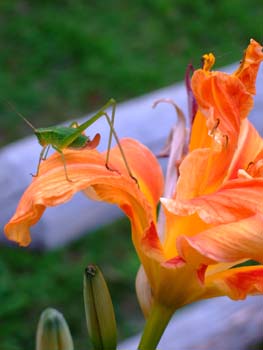 grasshopper photo