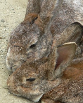 rabbit photo