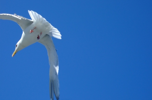 seagull photo