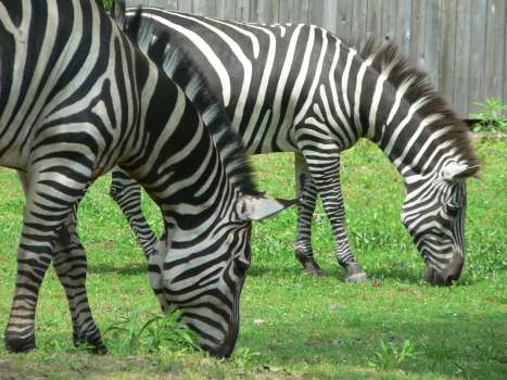 zebra photo