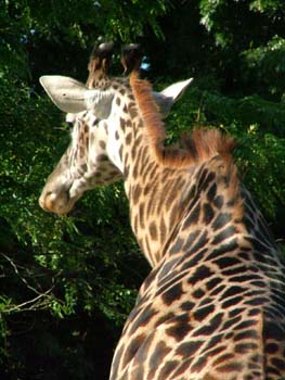giraff photo