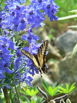 photos of butterflies