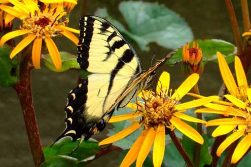 photos/butterflies/yellowb.jpg